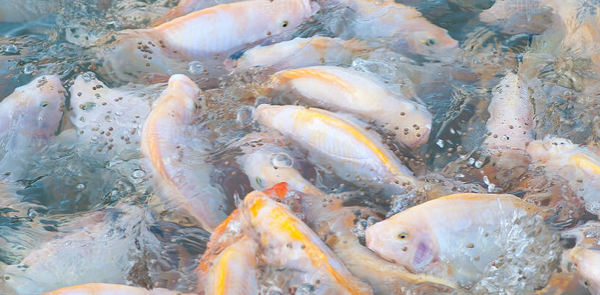 水產(chǎn)養(yǎng)殖戶需要注意水質(zhì)的哪些變化？
